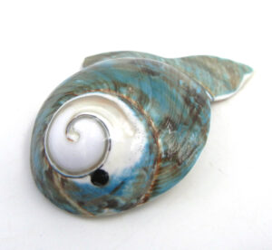 Zuni carved sea snail shell fish fetish by Cheryl Beyuka